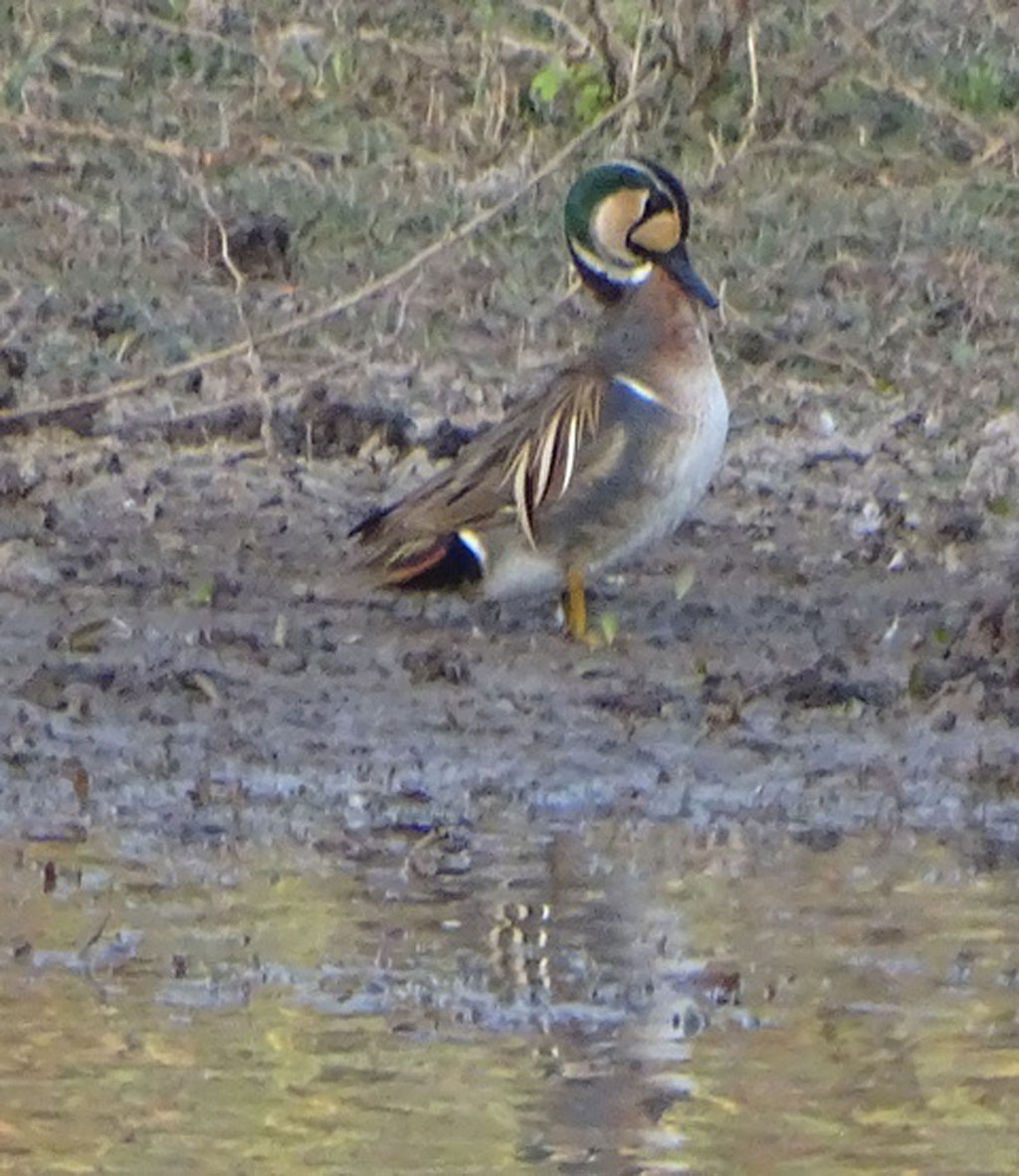 Baikal Teal 